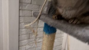 КОШАЧЬЯ ИСТОРИЯ УЖАСОВ ПОСЛЕДНЯЯ СЕРИЯ | ТАЙНА РАСКРЫТА!