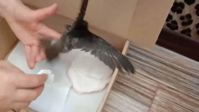 Пероеды у стрижа./Как спасти птенца./Лечим стрижа от пероедов./Способ обработки птички от пероедов. смотреть онлайн