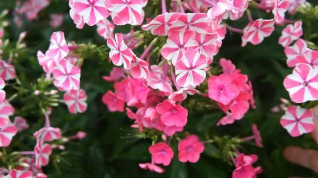 Переопыляются ли флоксы? Реверс растений смотреть онлайн