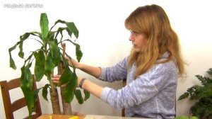 Драцена. Обрезка и размножение.