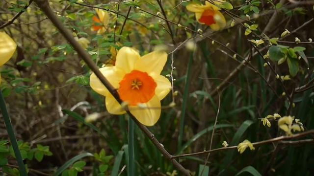 Daffodils смотреть онлайн