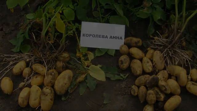 Картофель Королева Анна Описание Отзывы смотреть онлайн