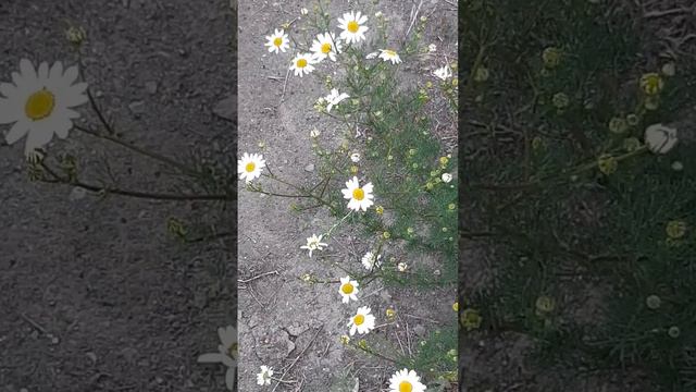 Ромашка полевая зацвела / Chamomile field bloomed смотреть онлайн