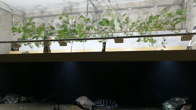 Аквариум 3200 литров, на состояние 27.07.2020 смотреть онлайн