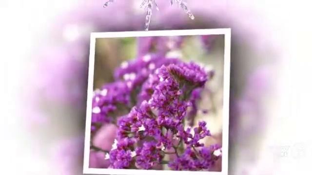 Limonium - garden plants смотреть онлайн