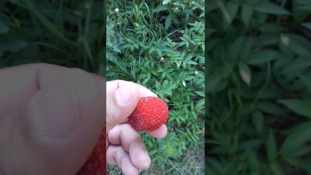 Малина розолистная  . Имеет ли смысл сажать .