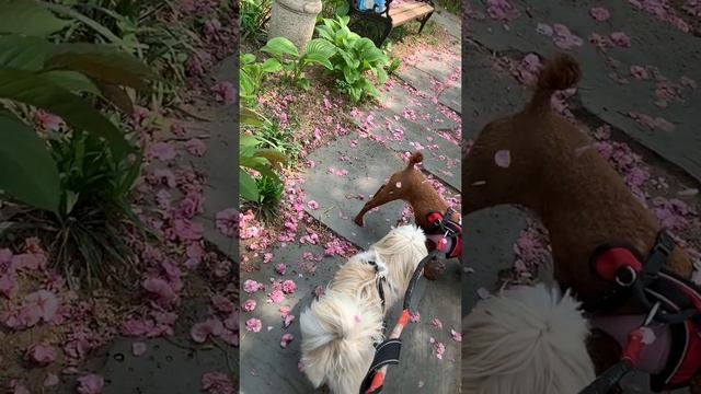 Kanzan Sakura Slowmo Shower смотреть онлайн