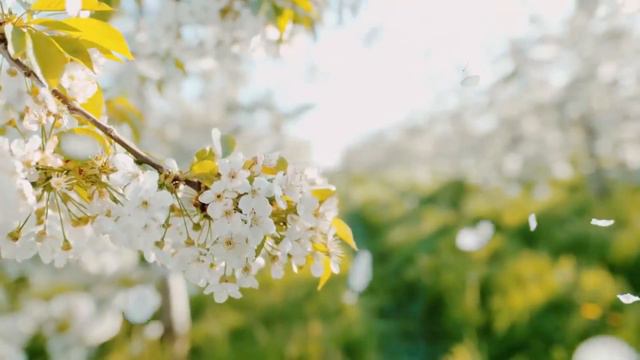 Хозяин всех причин смотреть онлайн