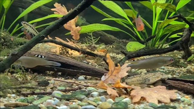 Crenicichla regani Igarape Tarumã Açu смотреть онлайн
