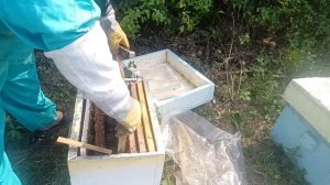 стимуляция однорамочных отводков пчёл. результат - есть)))