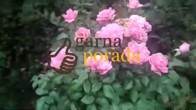 мои отзывы о розе berleburg castle rose смотреть онлайн