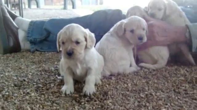 Mini Retriever I Litter Clementine x Milo 4 wks смотреть онлайн