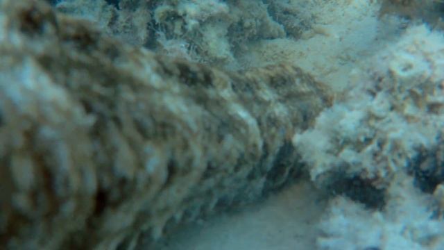 Голотурия кушает. Synapta maculata eats. смотреть онлайн