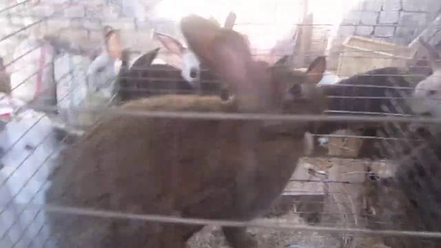 штукатурка под кирпич и кролики смотреть онлайн