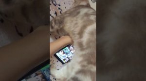 Как призвать, любого кота-кошку. Волшебное приложение