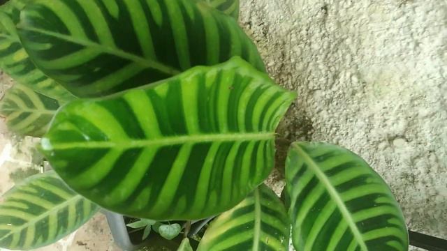 CALATÉIA ZEBRA #CalatéiaZebra смотреть онлайн