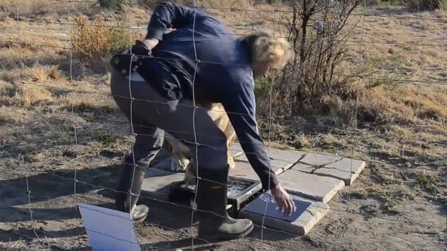 Lioness artist. Lioness draws paw prints. Львица - художник. Львица рисует лапой. смотреть онлайн