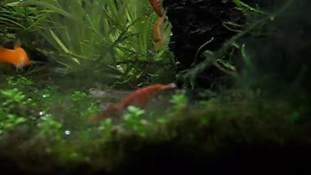 Вишнёвая креветка (Neocaridina heteropoda) смотреть онлайн