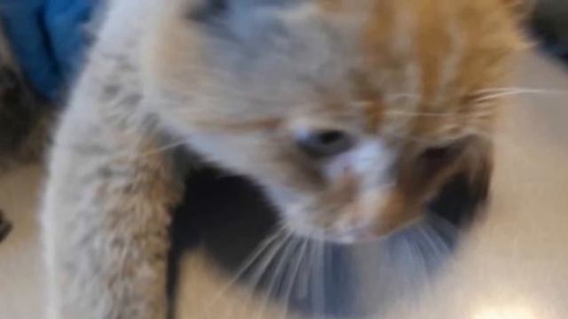 Его лапы уже примерзли к земле и не было сил сдвинуться с места, но в тельце еще теплилась жизнь… смотреть онлайн