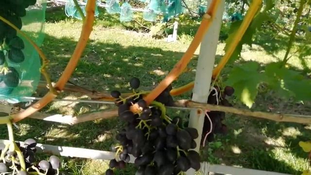 Велес,Юпитер, Кодрянка, Фуршетный 2019 год смотреть онлайн