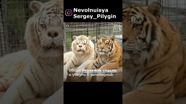 Тигр-даун Кенни смотреть онлайн