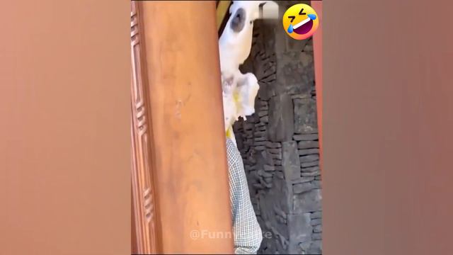 Best Funny Animal Video 😼 Смішні коти 😹  Кумедні тварини 🐶 Смішні відео з тваринами #56