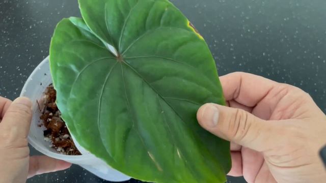 Anthurium Debile (Ecuagenera) - Plant Check and Growth || #anthuriumdebile смотреть онлайн