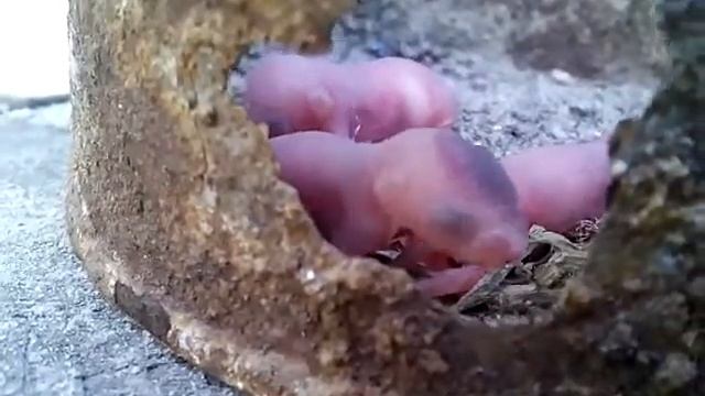 Newborn mouse Новорожденные полевые мыши смотреть онлайн