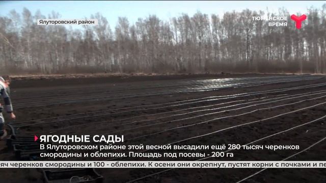 В Ялуторовском районе высадили свыше 250 черенков смородины и облепихи смотреть онлайн