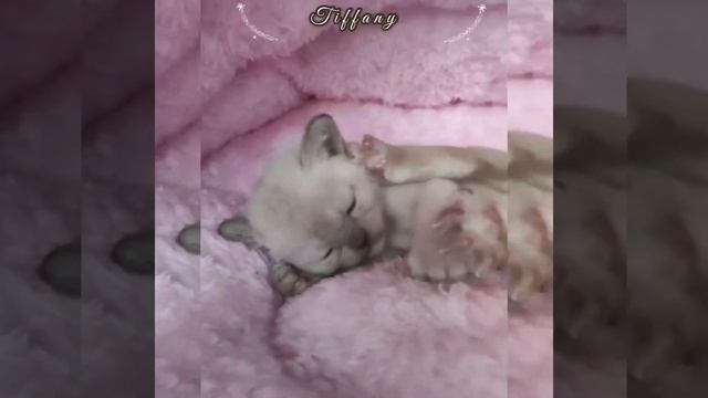 Бурманская кошка Tiffany Freya Way смотреть онлайн