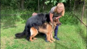 Вязка немецких овчарок / Шустрый кобель / Mating dogs with Gross ERFOLG Galateya