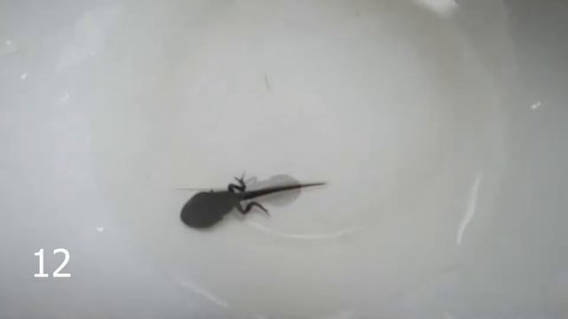 ДЕТЯМ ПОКАЖИ Как растет головастик в лягушку за 1 минуту | метаморфоза головастика чудо природы смотреть онлайн