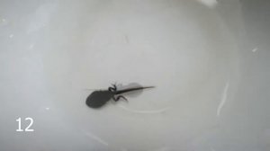 ДЕТЯМ ПОКАЖИ Как растет головастик в лягушку за 1 минуту | метаморфоза головастика чудо природы