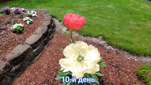 Пионы. Какая разница между сортами Корал Сансет и Корал Шарм. смотреть онлайн