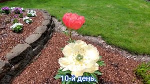 Пионы. Какая разница между сортами Корал Сансет и Корал Шарм.