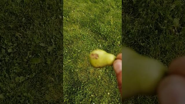 Грушевая плодожорка? Или долгоносик? Кто жрёт мои груши #shorts смотреть онлайн