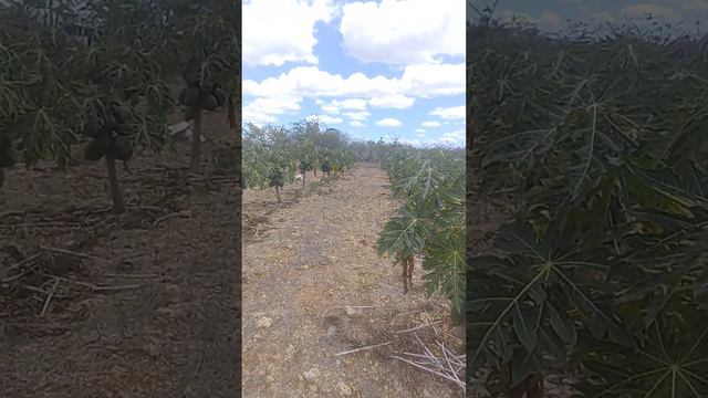 production lechosas entre la Romana y San pedro смотреть онлайн