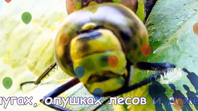СТРЕКОЗА Dragonfly ALIVE ZOOM смотреть онлайн