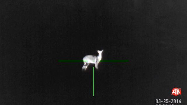 ATN Thor 384 HD 1.25-5x Deer Bedded 50 Yards смотреть онлайн