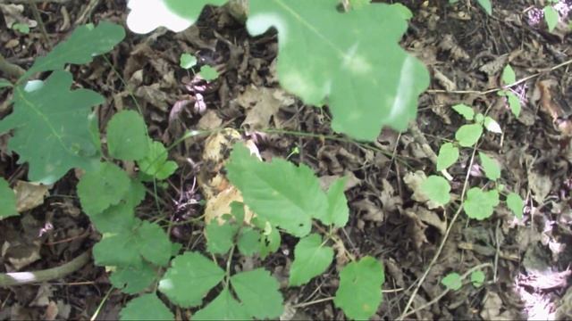 Уютный порядок