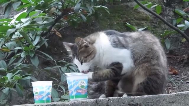 Кошка ест сметану