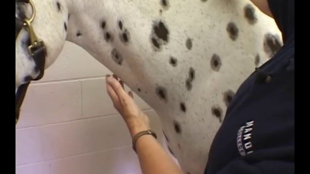 Lymph Nodes and Glands: Physical Examination of the Horse смотреть онлайн