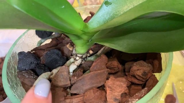 СРОЧНАЯ ПЕРЕСАДКА МОИХ УМИРАЮЩИХ ОРХИДЕЙ | ЗАМАЧИВАНИЕ В ФИТОСПОРИНЕ, НАРАЩИВАНИЕ КОРНЕЙ В ЖИВОМ МХ смотреть онлайн