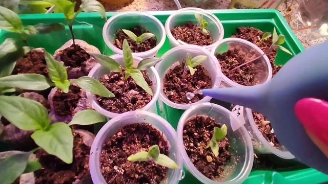 06.03.22 Рассада перцев и баклажан, поливаем "Ростобионом",готовим к пересадке смотреть онлайн