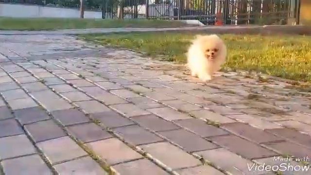 Шпиц бегает смотреть онлайн