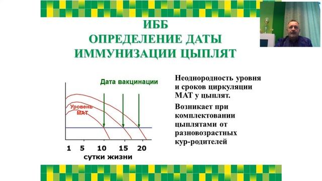 Болезнь Гамборо/ИББ/Инфекционная бурсальная болезнь птиц смотреть онлайн