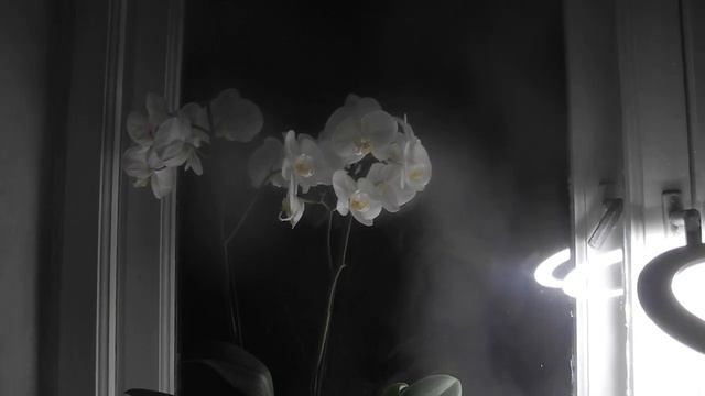 По ночам возвращаюсь... смотреть онлайн