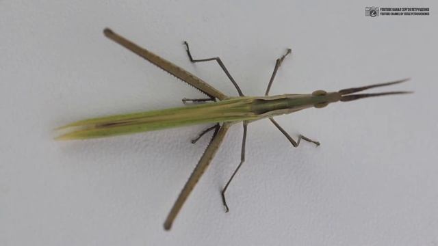 Акриды и мёд. Кулинарно-религиозные истории.  Иоанн Креститель Чехов и саранча  Clever Cricket