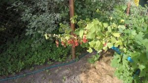 Продаю дачу! Московская область, Одинцовский район, Жаворонки