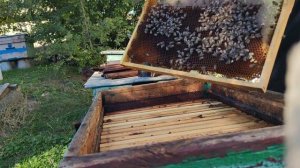 СТАРЫЙ ЛЕЖАК сформирую пчёл и как сформировал пчёл в 14 рамочных ульях🐝🐝🐝